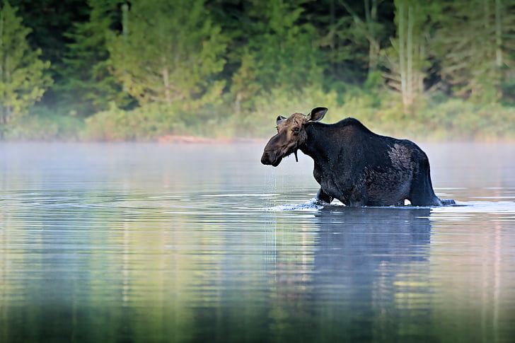 black animal on water