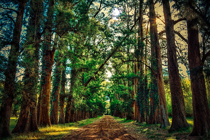 road between green trees during daytime photo