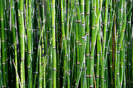 photographed of bamboos