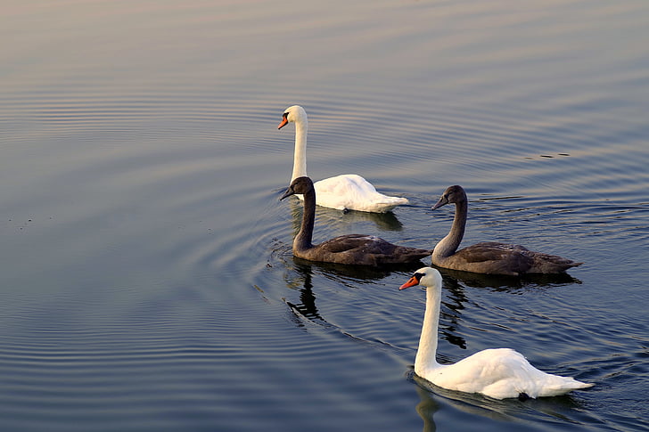 two brown and white ducks on body of water