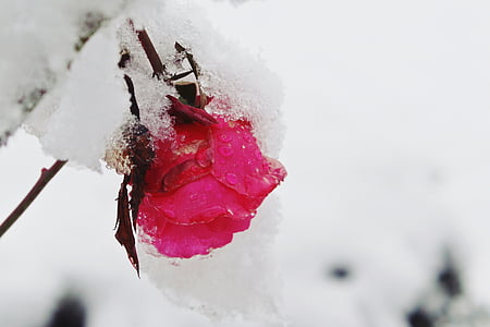 pink petaled flower covered with ice in selective focus photography