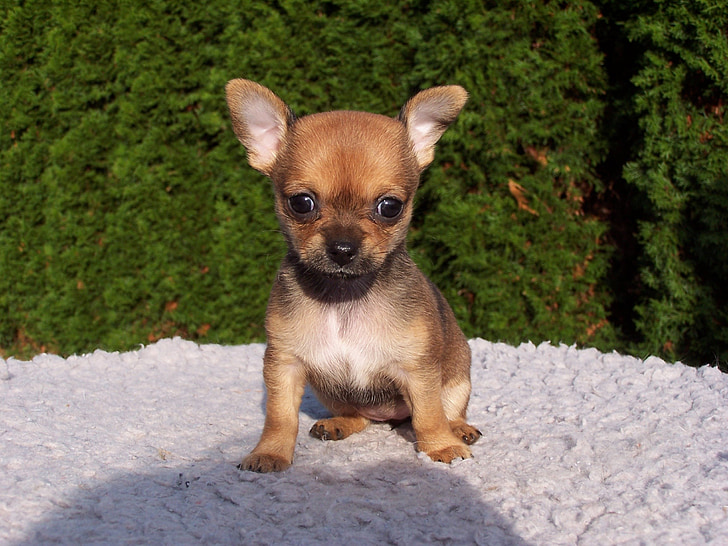 brown and black Chihuahua puppy