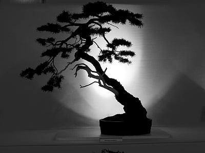 silhouette of bonsai plant