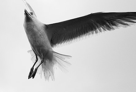grayscale photography of flying bird