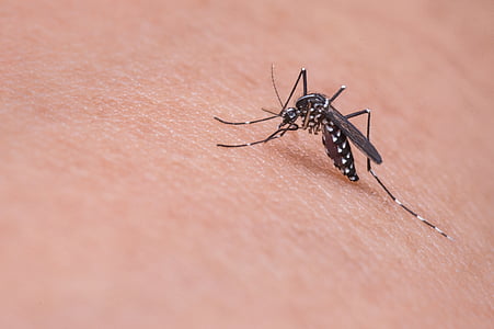 Dengue Mosquito on person's skin