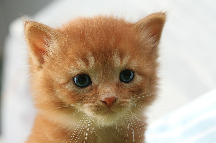 short-fur orange kitten