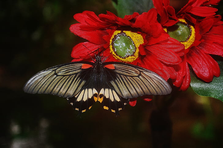 great mormon butterfly perched on red petaled flower