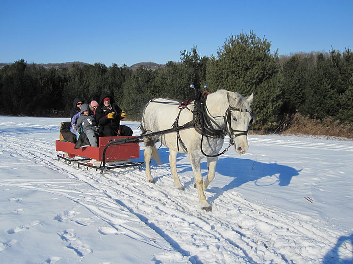 group of people riding on red sleigh and white horse during daytime