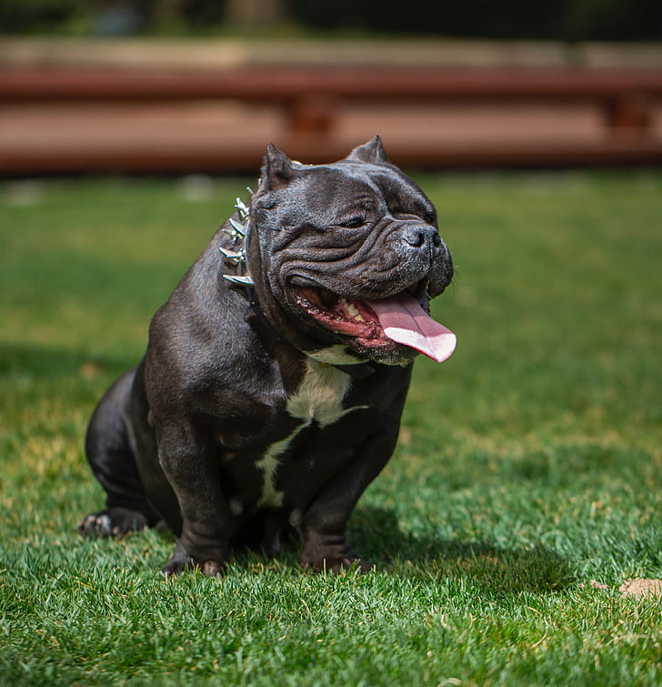 black Pitbull terrier sitting on grass field