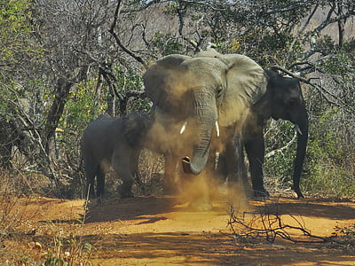 wildlife photography of elephants beside trees