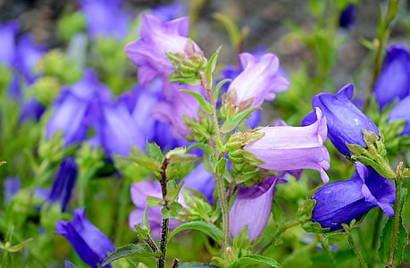 purple and blue flower bloom
