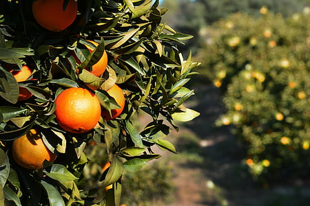 orange fruits and green leafs