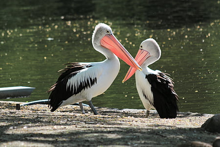 white and black pelicans