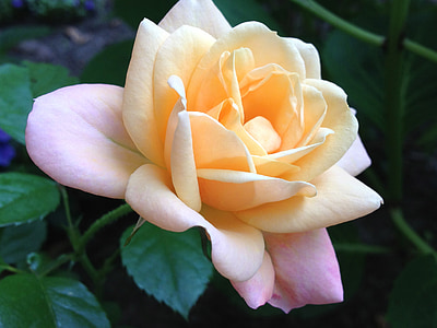 closeup of yellow rose