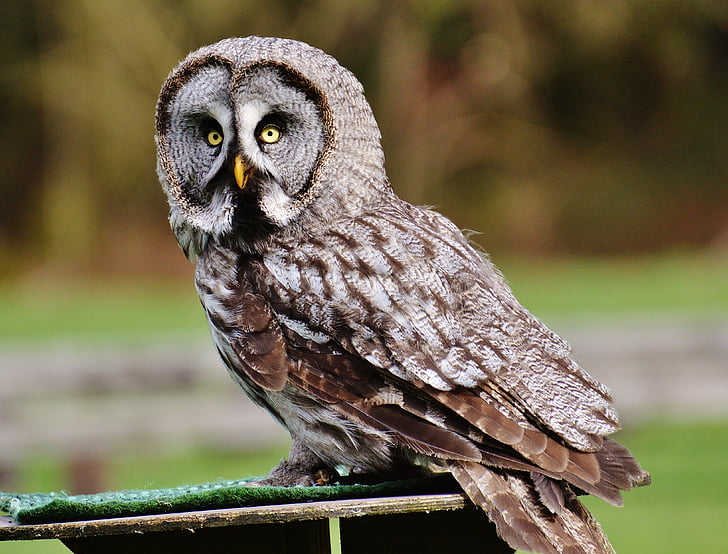 gray owl perched on wooden surface