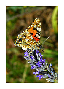 selective focus photo of orange, brown, and black butterfly