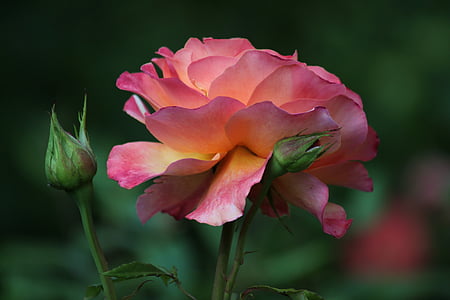 pink rose flower in close-up photography
