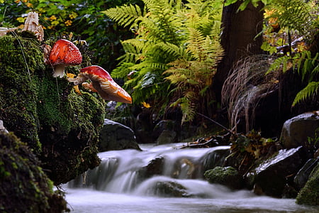 Royalty-Free photo: Red mushrooms | PickPik