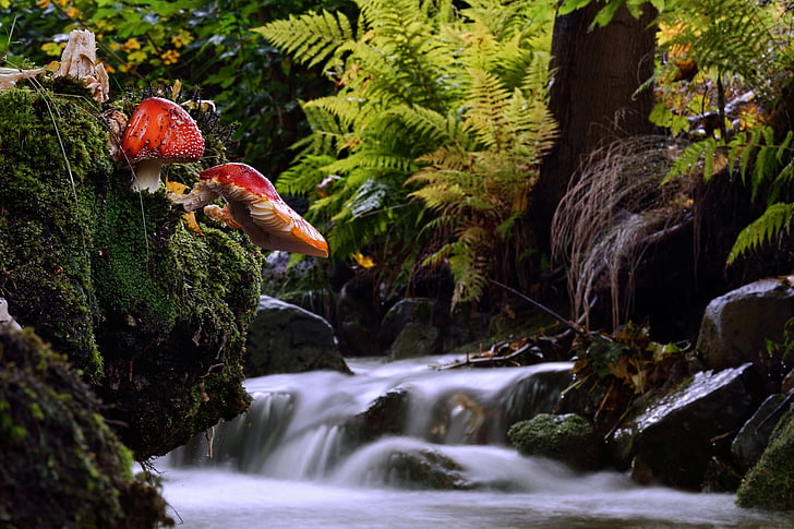 time lapse photography of stream between tall trees and ferns