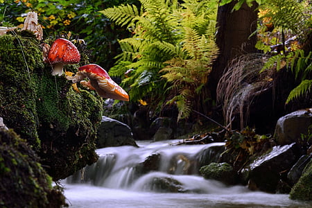 time lapse photography of stream between tall trees and ferns