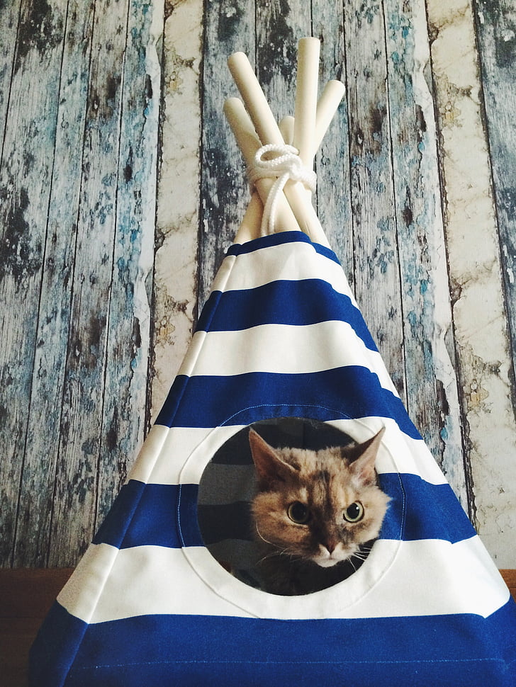 brown cat inside the blue and white mini tent