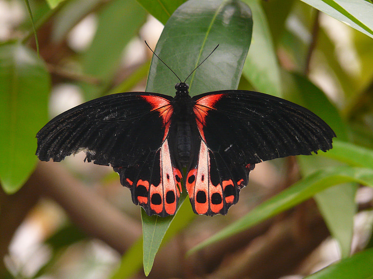 selective focus photography of black and orange moth