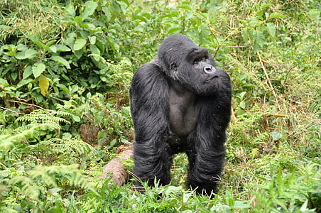 black gorilla in middle of green leafed plants