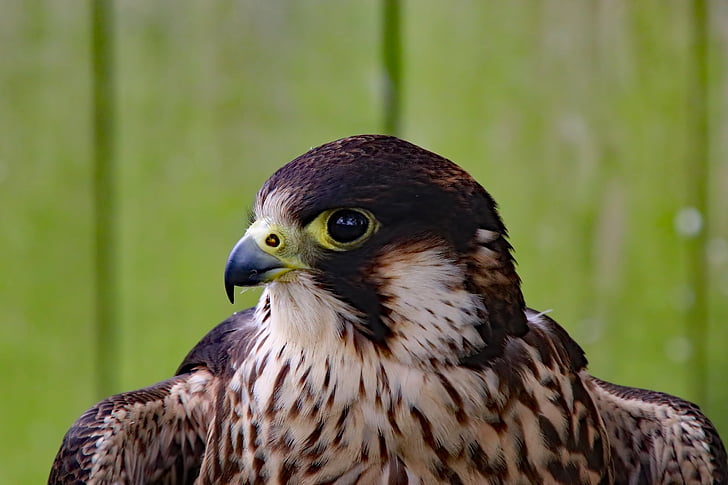 peregrine falcon, falcon, fast bird, bird, peregrine, predator
