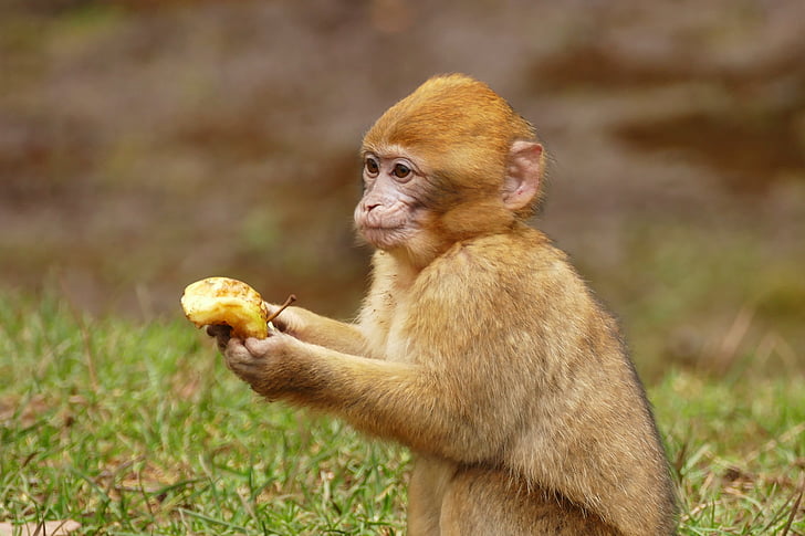 brown monkey holding banana