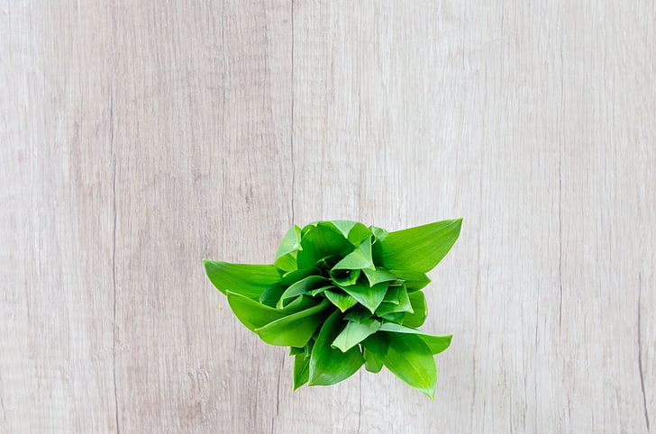 green leaf plant on gray wooden surface