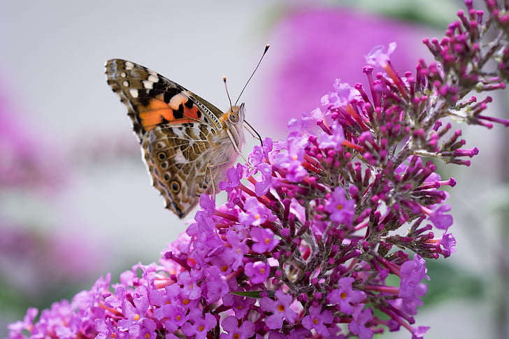 painted lady butterfly perched on purple flower selective focus photography