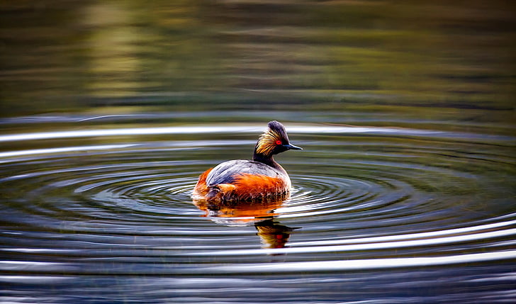 duck swimming on body of water