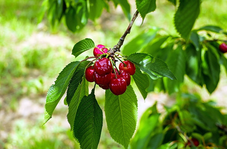 round red fruits