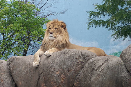 lion sitting on gray surface