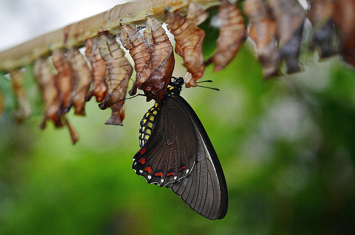 common rose butterfly perching on chrysalis during daytime