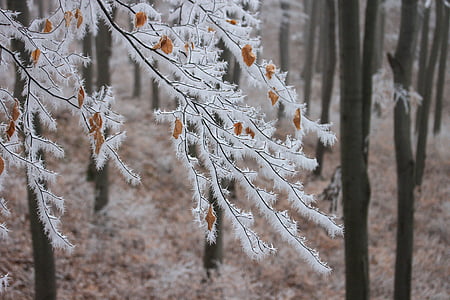 selective focus photography of tree covered by snow