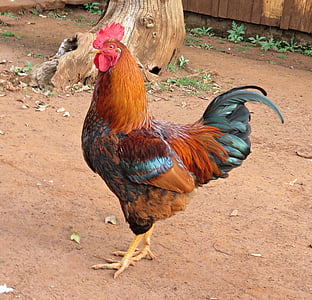 brown and black rooster