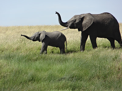 two gray elephants on green grass field