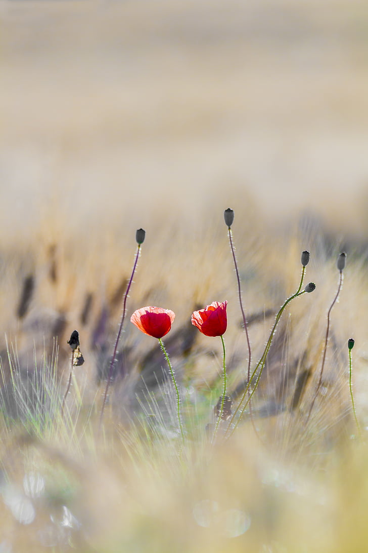 two red petaled flowers in selective-focus photography