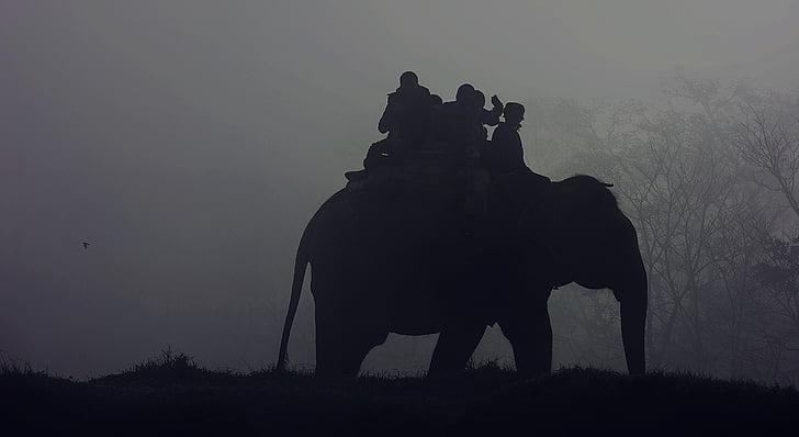 silhouette of people riding on elephant during nighttime