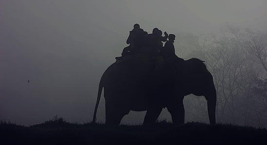 silhouette of people riding on elephant during nighttime