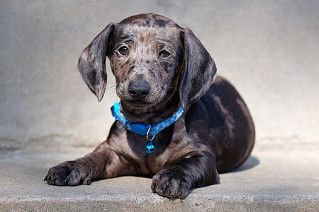 gray dachshund puppy on focus photo