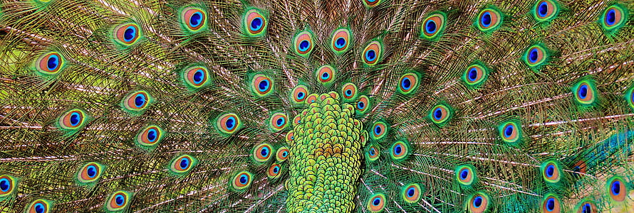 photography of green peacock
