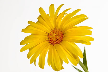 closeup photo of yellow petaled flower in bloom