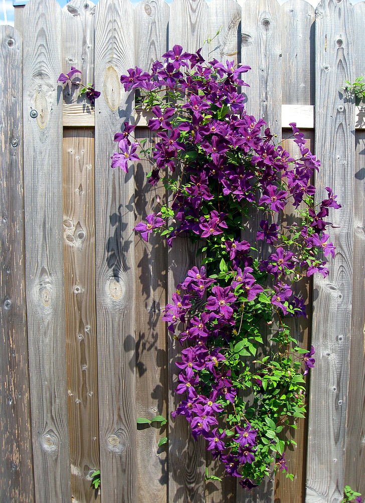 purple clematis flowers in bloom at daytime