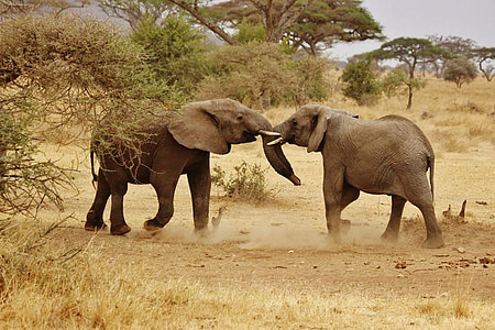 photo of two black elephants facing each other