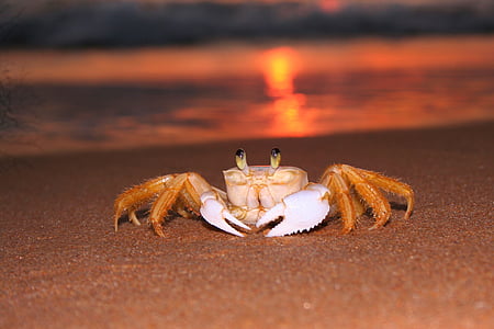 brown crab on seashore during golden hour