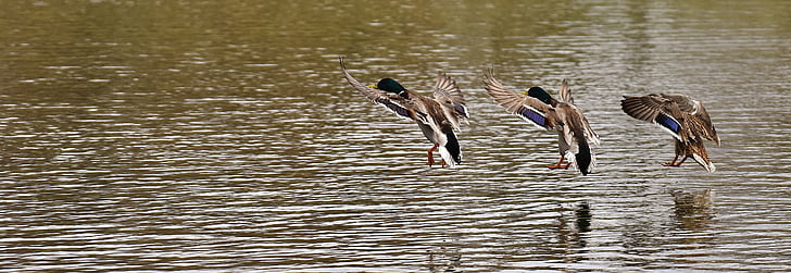 three birds flying near body of water