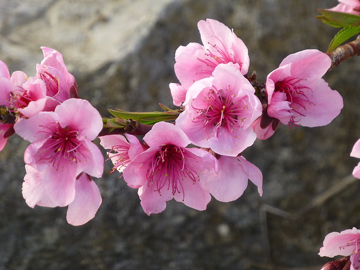 macro shot photography of cherry blossom flowers