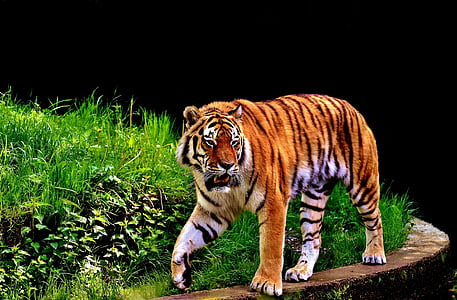 photography of tiger
